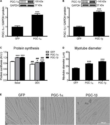 PGC-1α and PGC-1β Increase Protein Synthesis via ERRα in C2C12 Myotubes